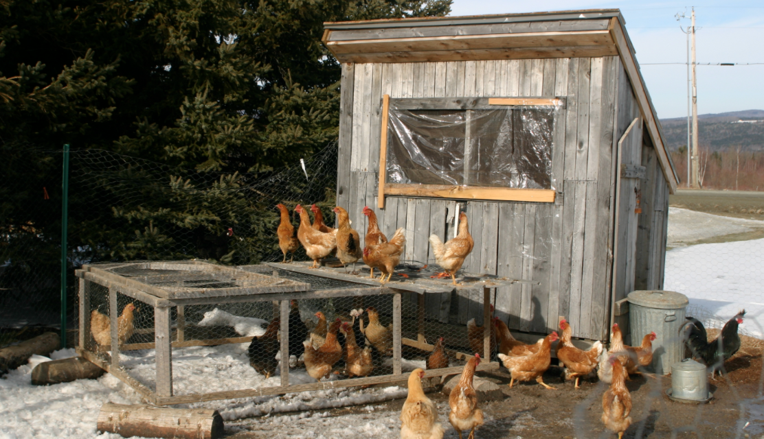 Government is Like a Chicken Coop