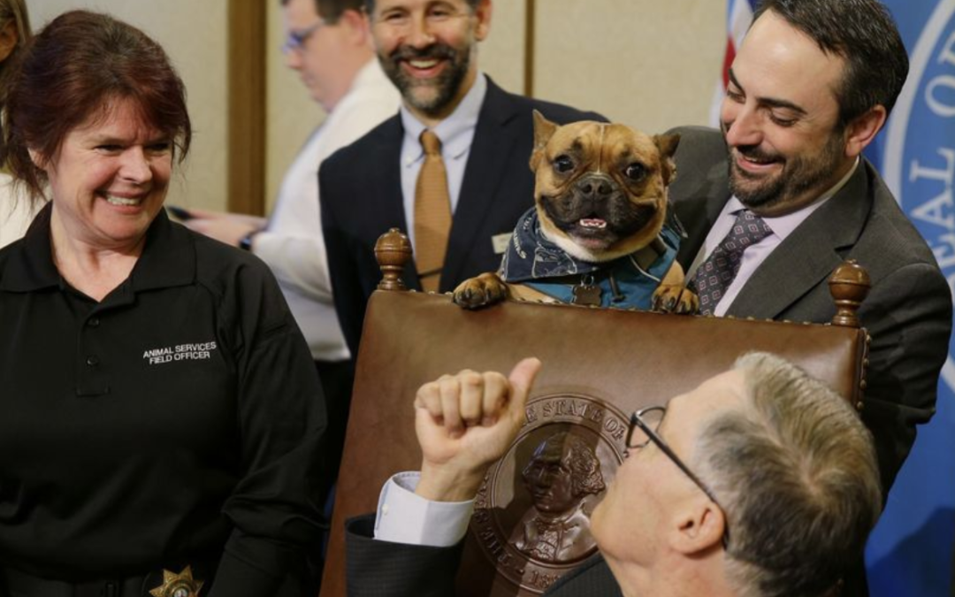 Open Letter to Senator Guy Palumbo, WA State